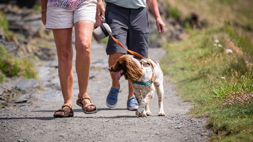 Springer on a walk with his owners down a coastal path in the summer